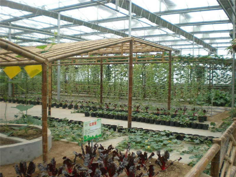 蔬菜温室大棚工程