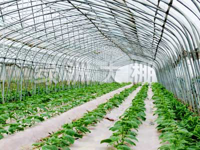 国内温室建设的农业生产力发展很快的原因