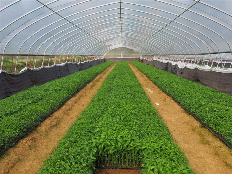 蔬菜温室大棚种植